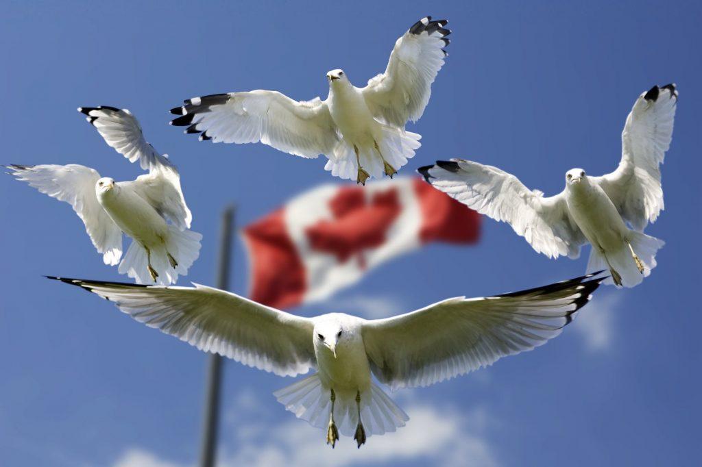 Seagulls surrounding the Canadian flag. By moving to Ottawa, you get to experience all of the benefits of living in this country.