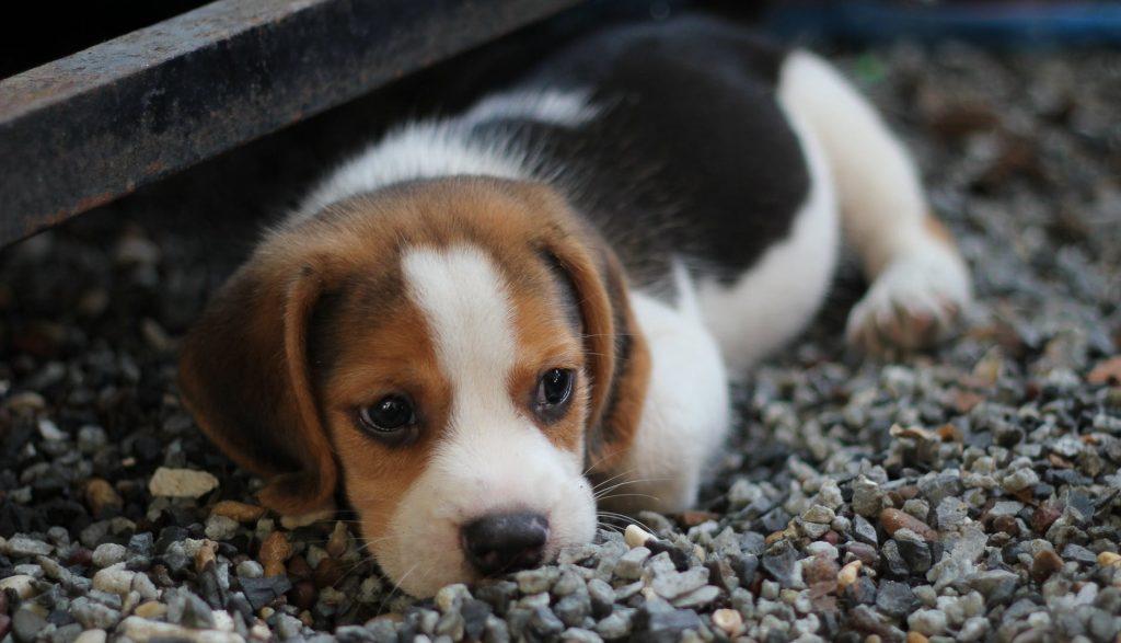 A sad-looking dog is something you can avoid if you take the time and prepare your pet for a move.