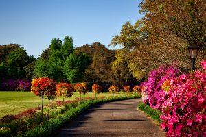 an image of a park