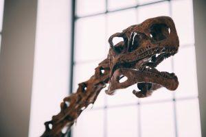 dinosaur skeleton in best museums in Toronto