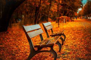 Two benches surrounded by autumn leaves.